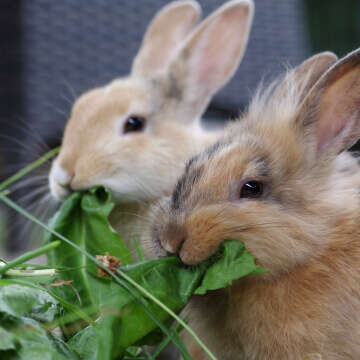 Kleintierhaltung Bubblenavibanner